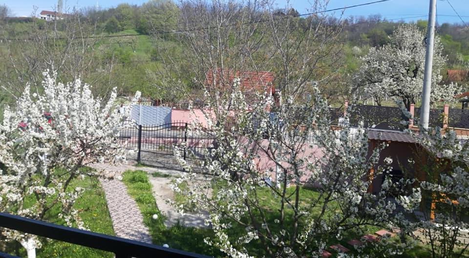 Hotel Casa Liana Oradea Exterior foto